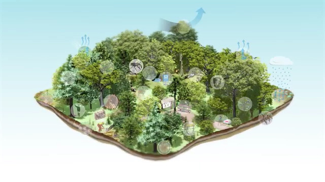 Die FNR-Infografik „Ökosystemleistungen des Waldes“ gibt einen Überblick über die Leistungen des Waldes, exemplarisch dargestellt an einem Hektar Fläche