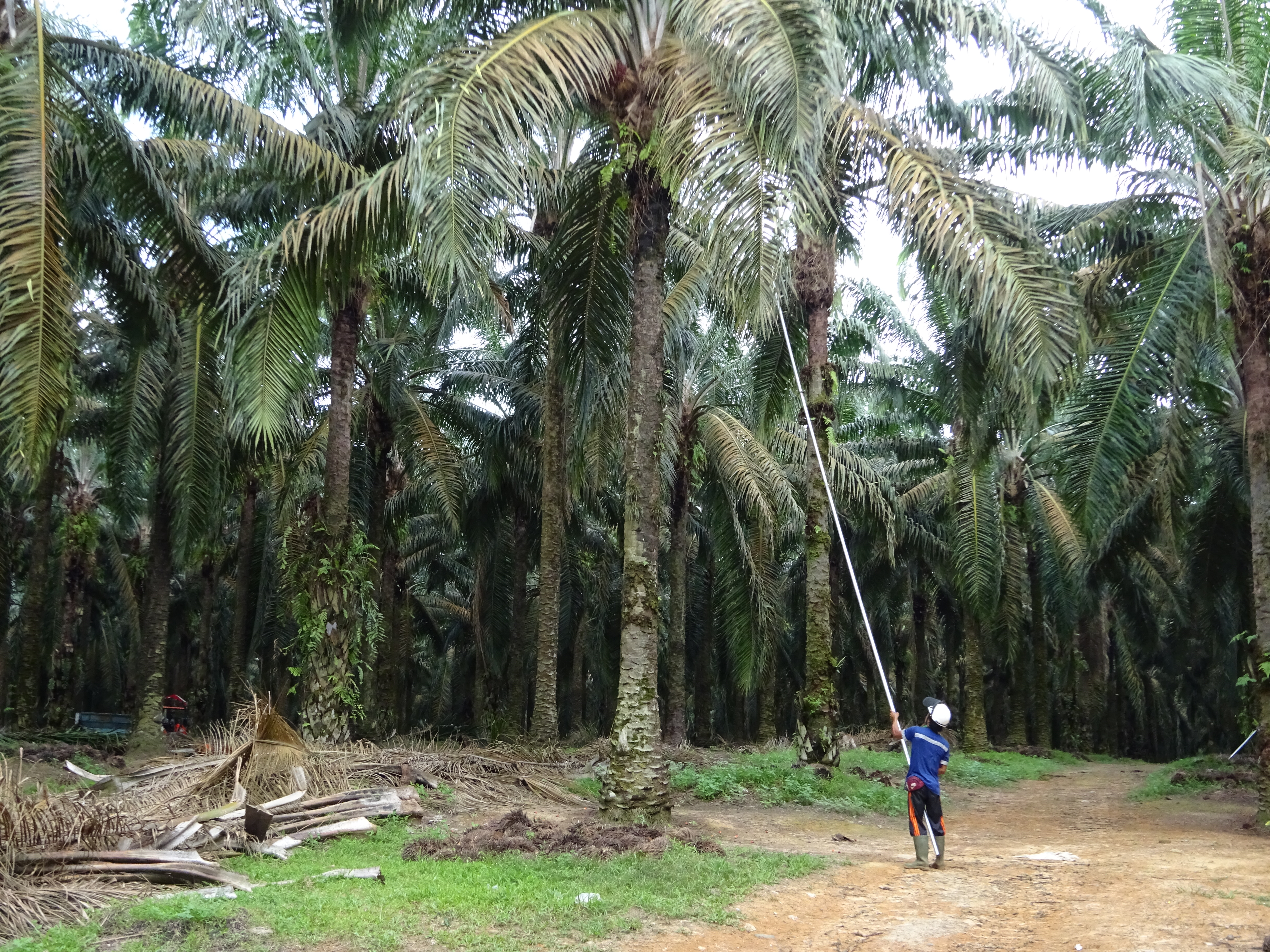 Ölpalmenanbau in Sumatra/Indonesien
